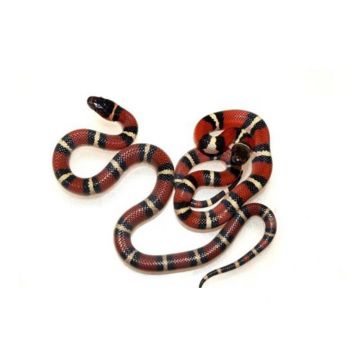 Sarpele de lapte Louisiana