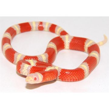 Sarpele de lapte Nelson albino