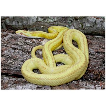 Sarpele de Porumb Butter