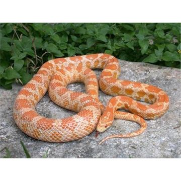 Sarpele de Porumb Candycane (Elaphe guttata creamsicle)