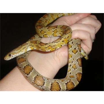 Sarpele de Porumb caramel