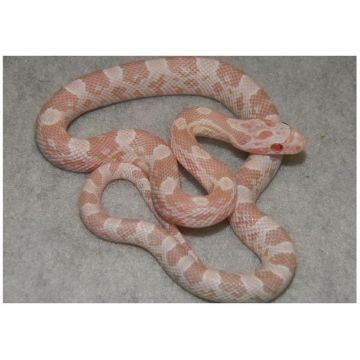 Sarpele de Porumb Elaphe guttata snow