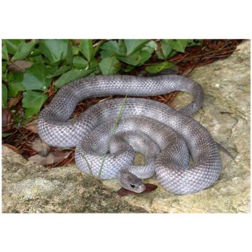 Sarpele de Porumb fantoma