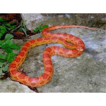 Sarpele de Porumb hypomelanistic