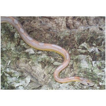 Sarpele de Porumb Motley albino