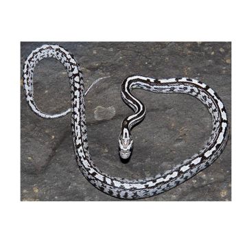 Sarpele de Porumb Motley anerythristic