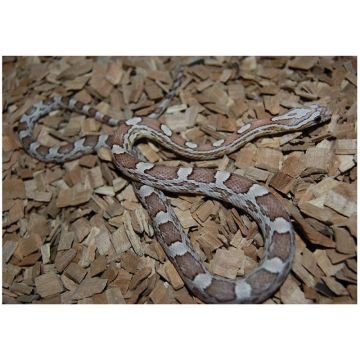 Sarpele de Porumb Motley ghost