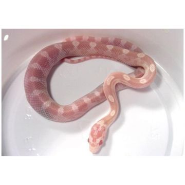 Sarpele de Porumb Motley snow