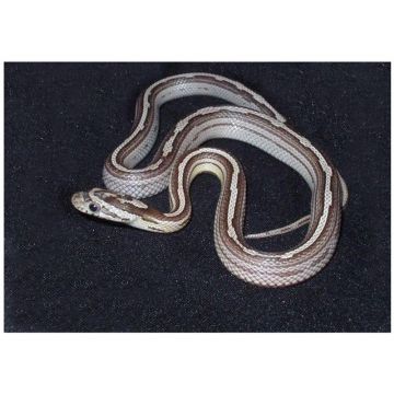 Sarpele de Porumb Motley striped ghost