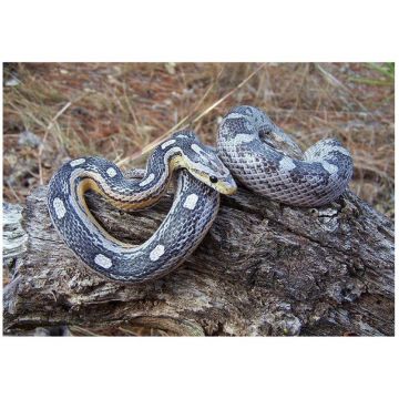 Sarpele de Porumb Motley