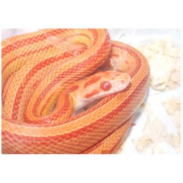 Sarpele de Porumb striped albino