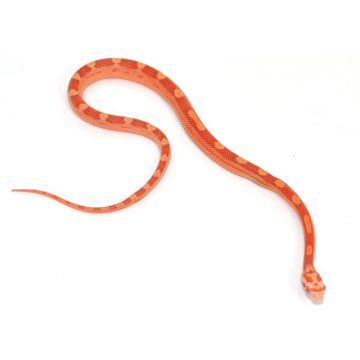 Sarpele de Porumb Sunglow