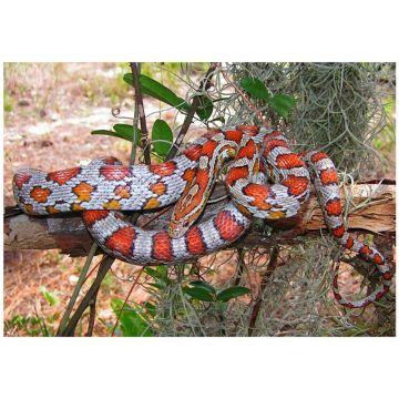 Sarpele Elaphe guttata miami (Corn Sanke)