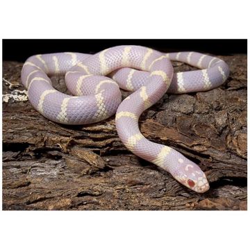 Sarpele Regal californiae albino