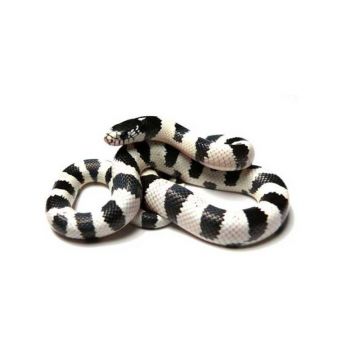 Sarpele Regal de California ?High White?