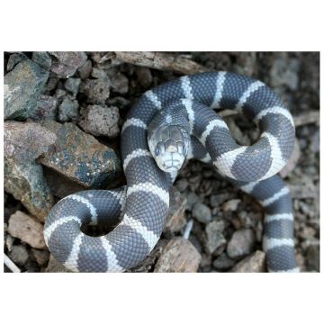 Sarpele Regal de California