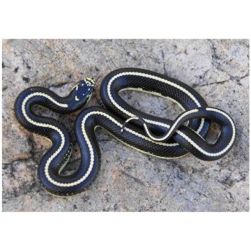 Sarpele regal vargat (Lampropeltis getulus)