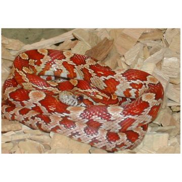 Sarpele Rosu de Porumb