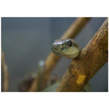 Sarpele-sobolan japonez