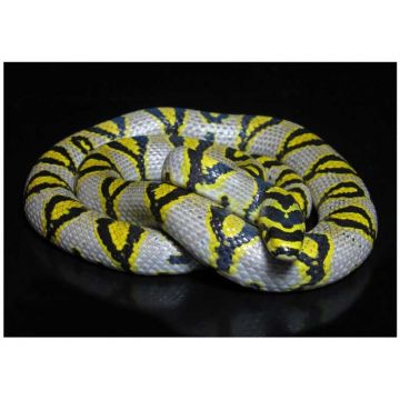 Sarpele sobolan Mandarin