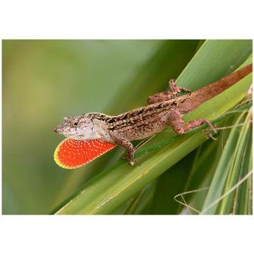 Soparla Anolis sagrei
