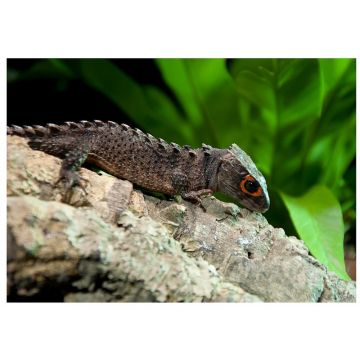 Soparla crocodil Red Eye (Tribolonotus gracilis)