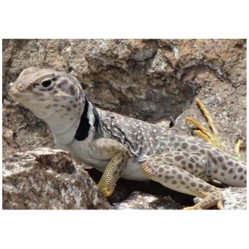 Soparla cu guler negru