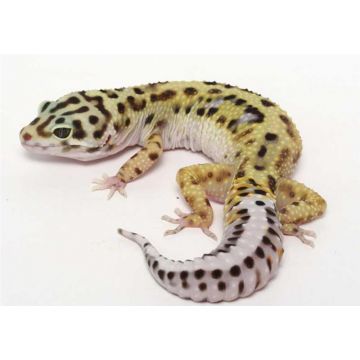 Soparla Gecko Eublepharis macularius (Gecko leopard)