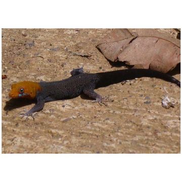 Soparla Gecko Gonatodes albogularis ( yellow-headed gecko)