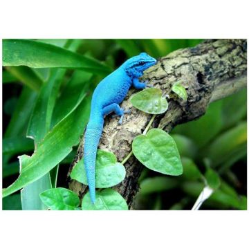 Soparla Gecko Lygodactylus williamsi (Blue gecko)
