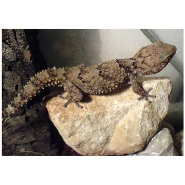 Soparla Gecko Pachydactylus bibroni (Bibron gecko)