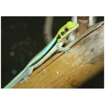 Soparla Gecko Phelsuma klemmeri (Yellow-headed day gecko)