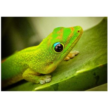 Soparla Gecko Phelsuma laticauda ( Golddust day gecko)