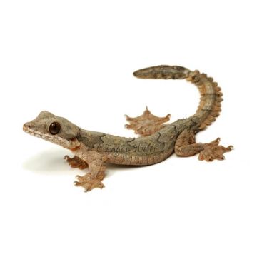 Soparla Gecko Ptychozoon kuhli (Flying gecko)