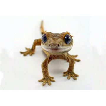Soparla Gecko Rhacodactylus ciliatus (Crested gecko)