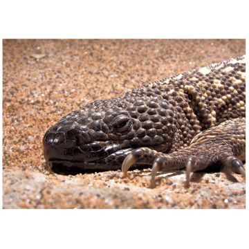 Soparla mexicana cu margele