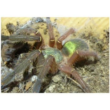 Tarantula Ephebopus uathuman