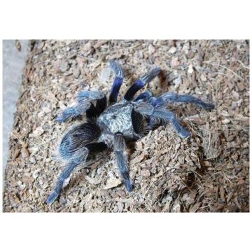 Tarantula Euathlus Pulcherrimaklaasi Blue
