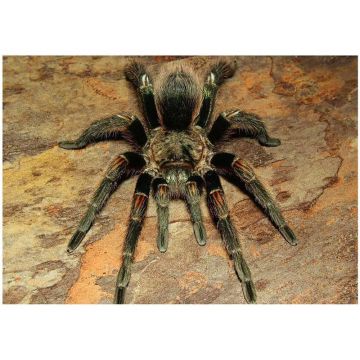 Tarantula Euathlus Pulcherrimaklaasi verde