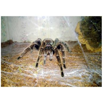 Tarantula Paraphysa parvula