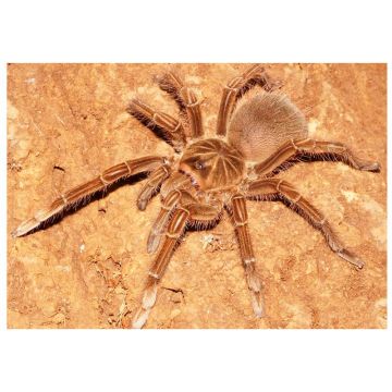 Tarantula Theraphosa stirmi
