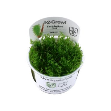 Taxiphyllum spiky In Vitro Tropica