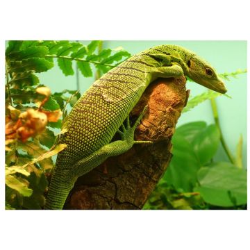 Varanus prasinus Emerald Monitor