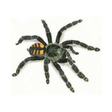 Venezuelan Suntiger tarantula