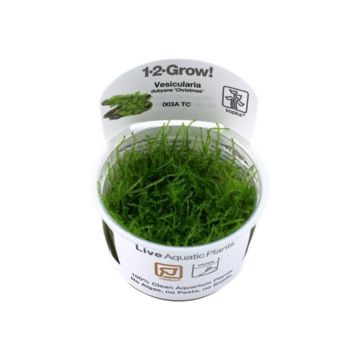 Vesicularia montagnei Christmas Moss in vitro Tropica
