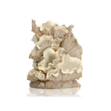 Decor grup scoici Oase biOrb Clamshell L