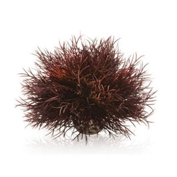 Decor Oase biOrb Aquatic sea lily purpuriu