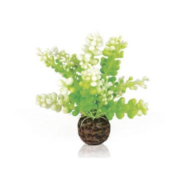 Decor planta Oase biOrb Aquatic Caulerpa verde