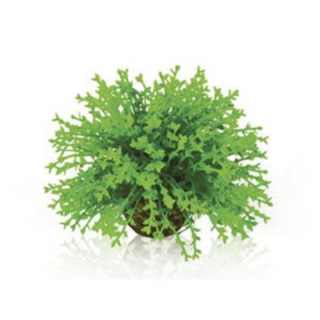 Decor planta Oase biOrb Flower ball verde