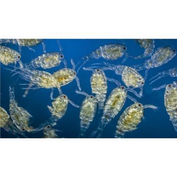 Rotiferi vii 25x90ml